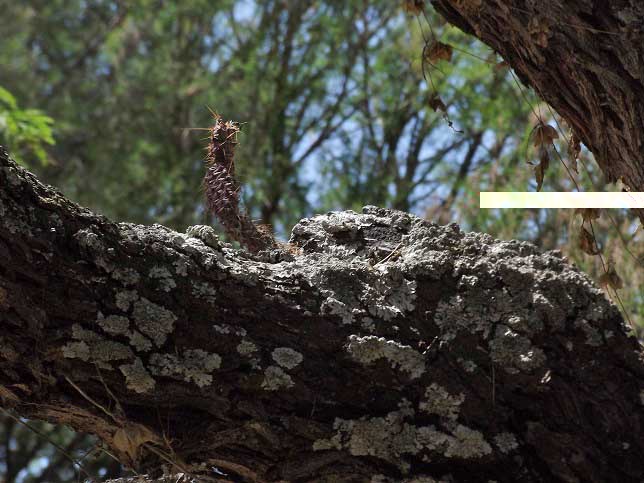 Opuntia en árbol