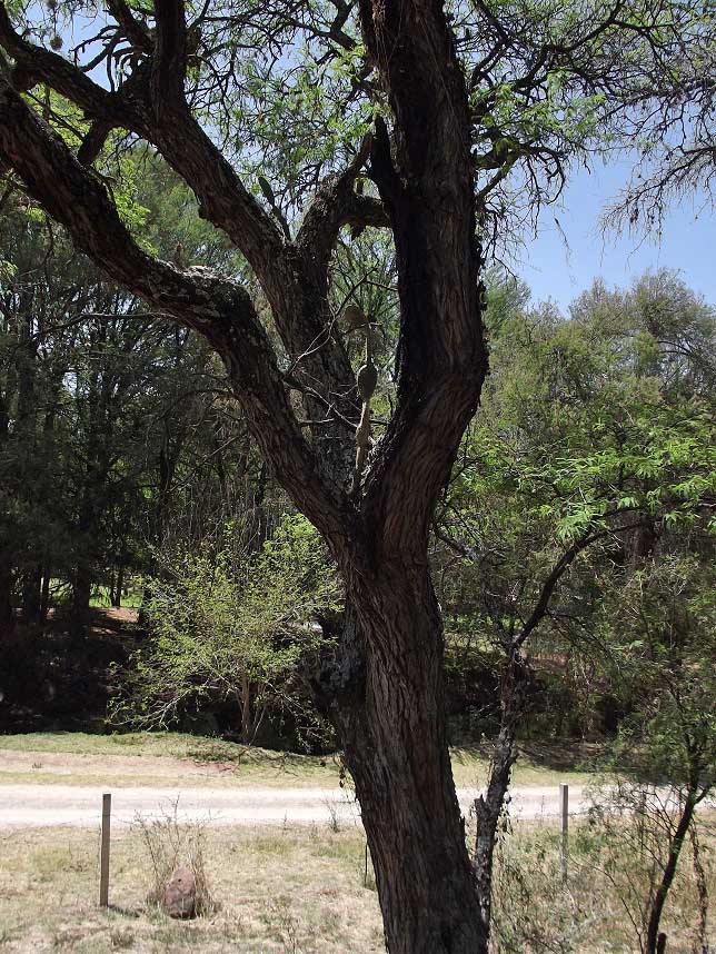 Toma abierta de 3 Opuntias creciendo sobre un árbol