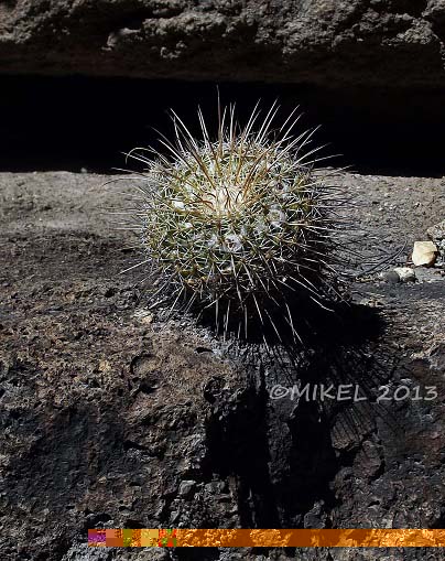 Mammillaria sobre roca