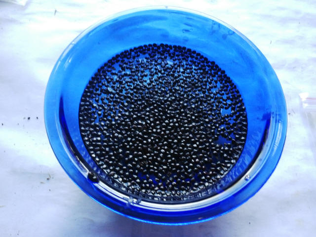 Semillas de Astrophytum ornatum v mirbelli