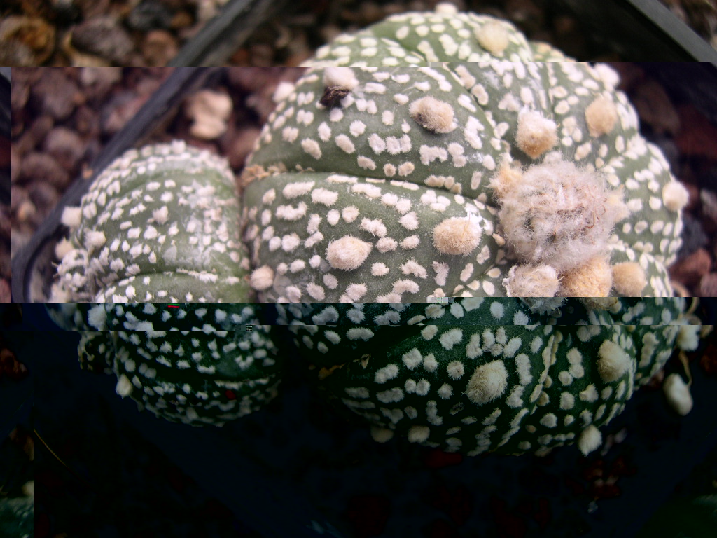 DSCN0018.JPG