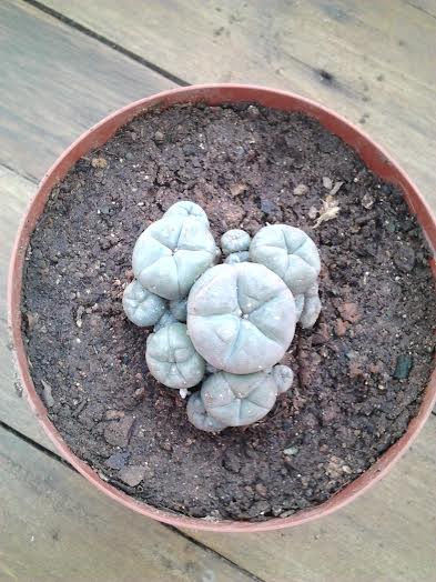 lophophora. c 6.jpg