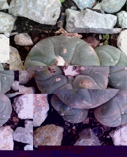 lophophora. c 2.jpg