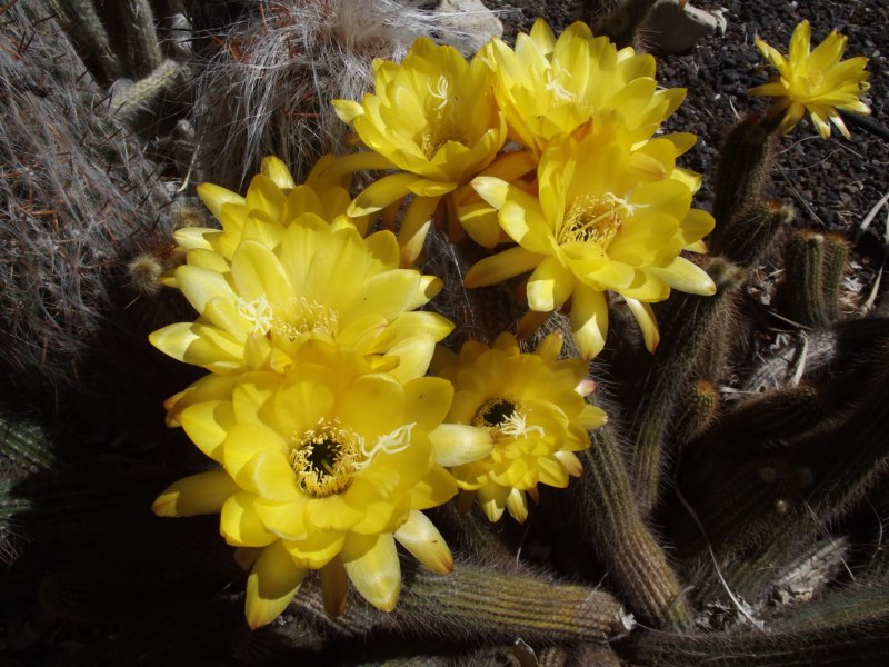 Trichocereus huascha