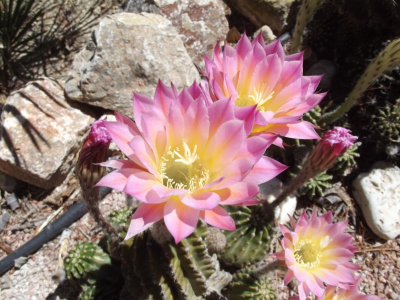 Echinopsis híbrida