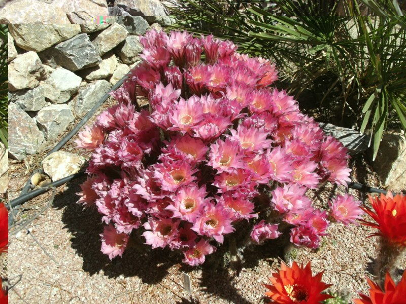 Echinopsis híbrida &quot;Lukas&quot;
