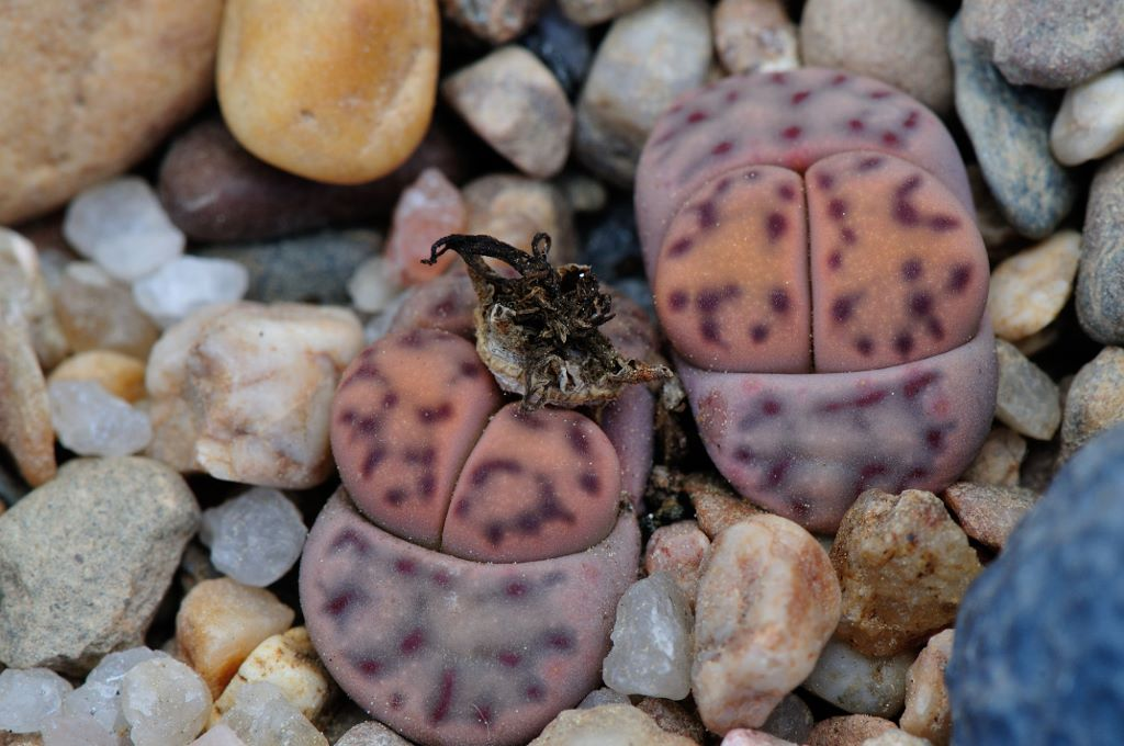 L. dinteri multipunctata