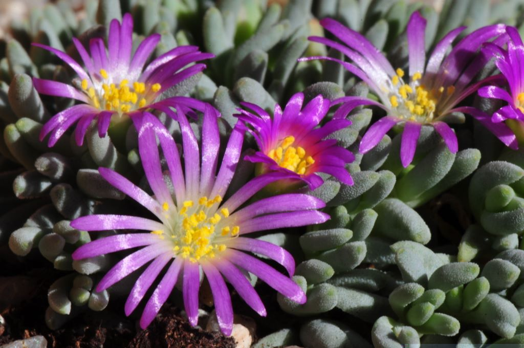 Delosperma sphalmantoides