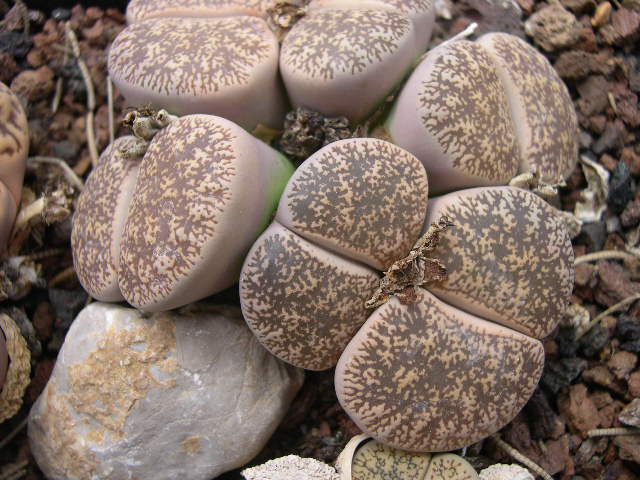 DSCN0021.JPG