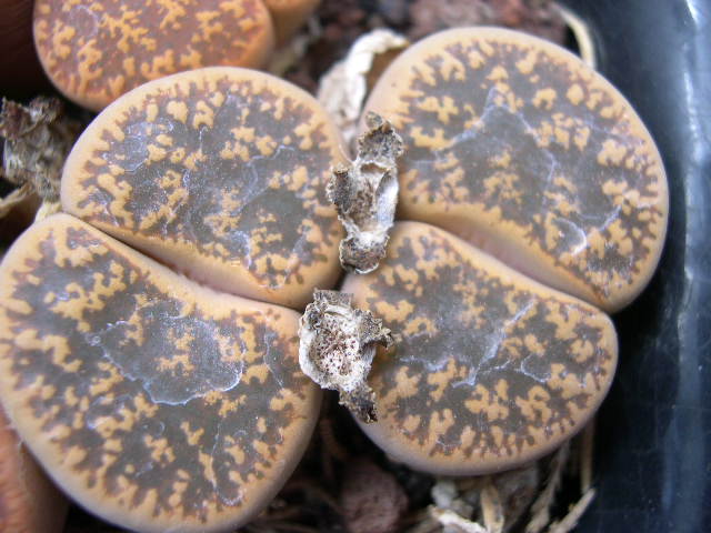 DSCN0022.JPG