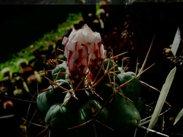 Thelocactus hexaedrophorus