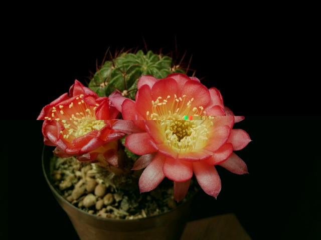 Lobivia pentlandii
