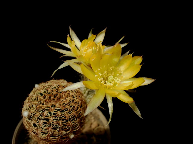 Lobivia pusilla v flaviflora