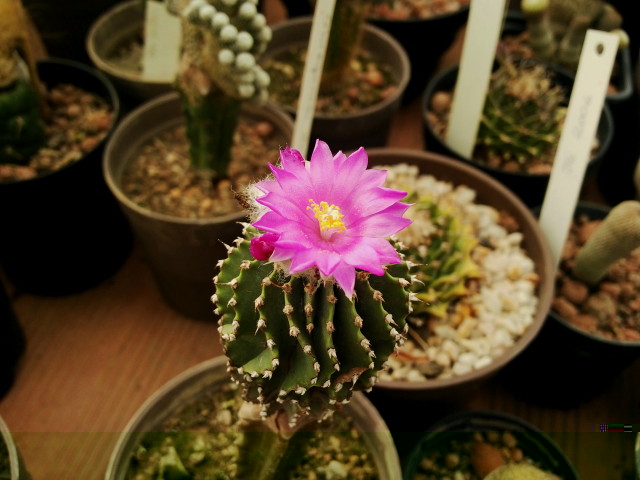 Geohintonia mexicana