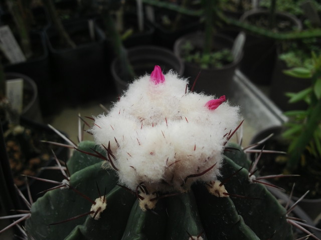 Melocactus sp