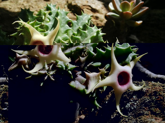 Huernia vereckeri v angolensis