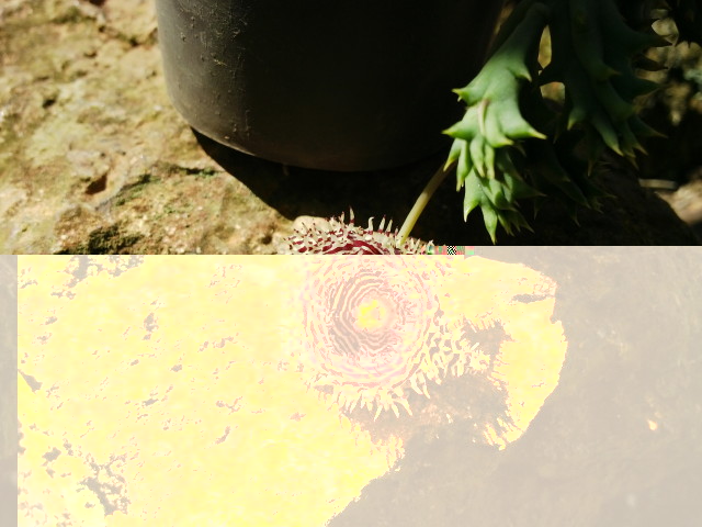 Huernia hystrix