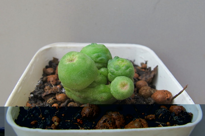 Mammillaria bocasana Cv Fred_1.jpg