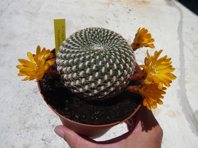 Sulcorebutia Arenacea