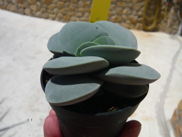 Crassula Morgan's Beauty