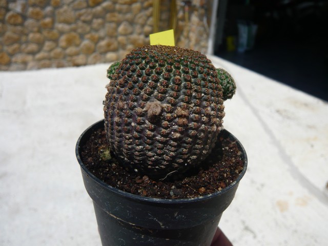 Lovibia Famatimensis