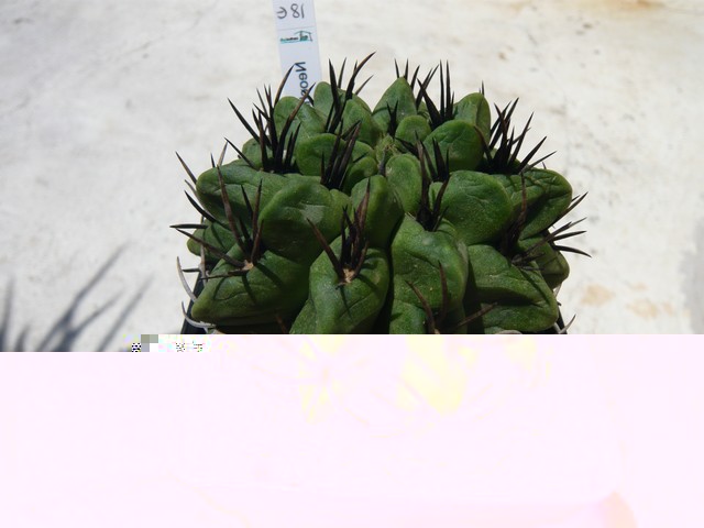 Neochilenia Paucicostata