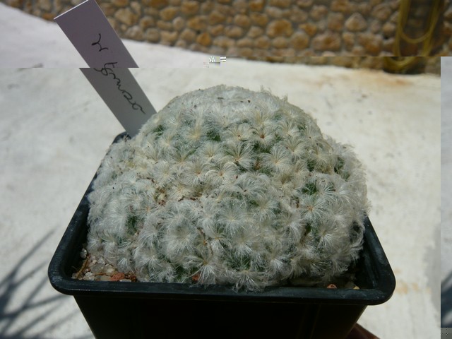 Mammillaria Plumosa