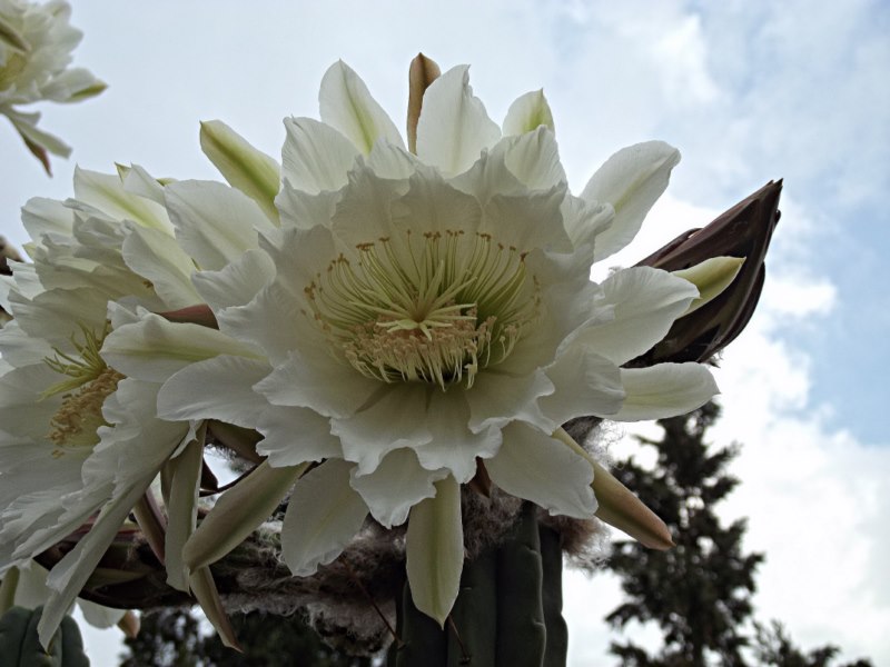 Echinopsis lageniformis-DSCF2639 [800x600].jpg