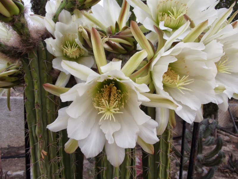 Echinopsis lageniformis-DSCF2617 [800x600].jpg