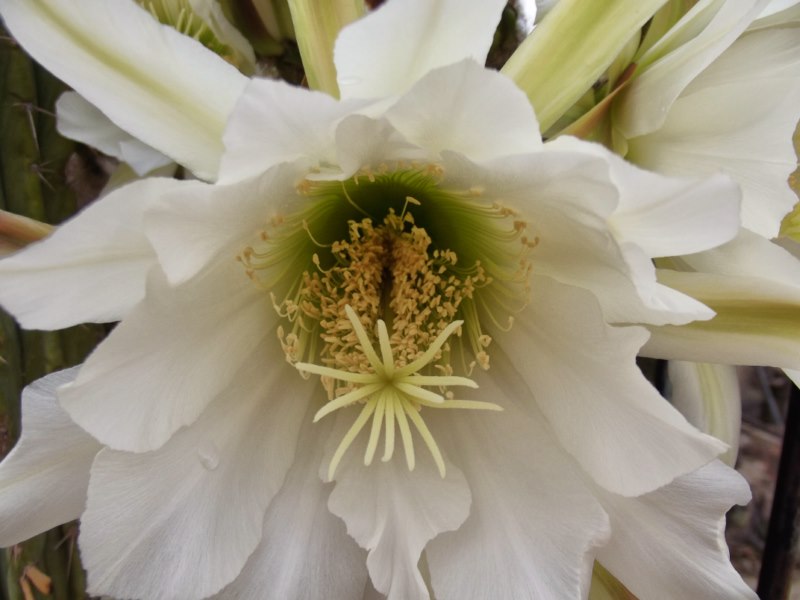 Echinopsis lageniformis