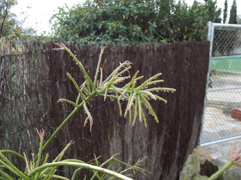 Ripsalis capilliformis