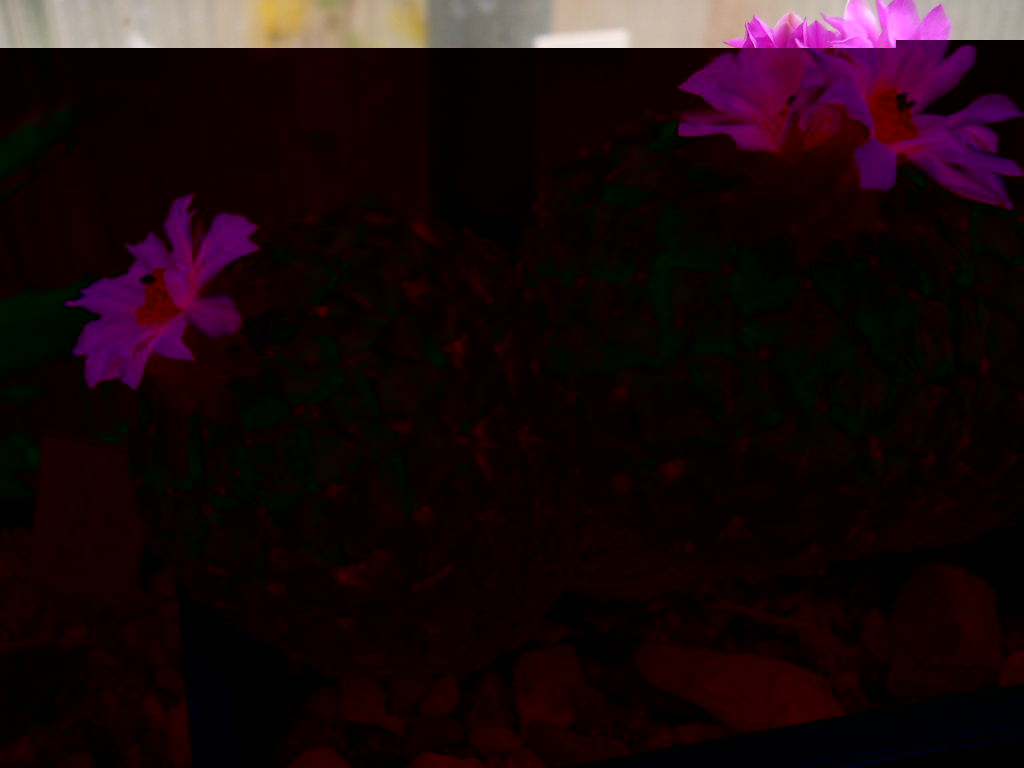 DSCN0039.JPG