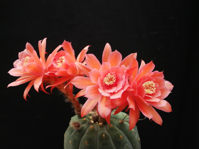 Matucana madisoniorum