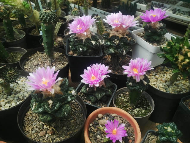 Ariocarpus fissuratus