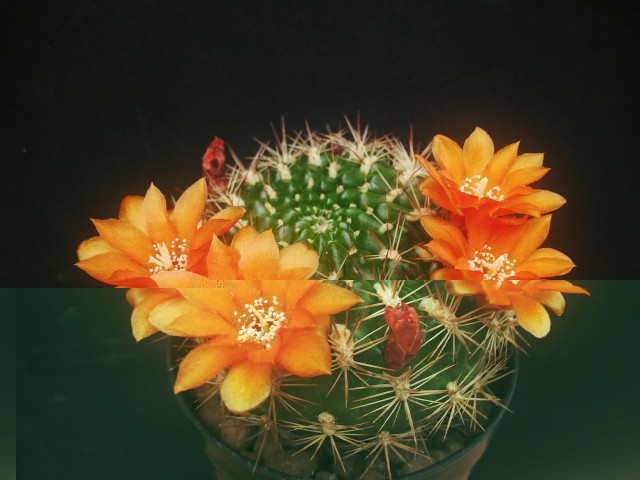 Weingartia trollii