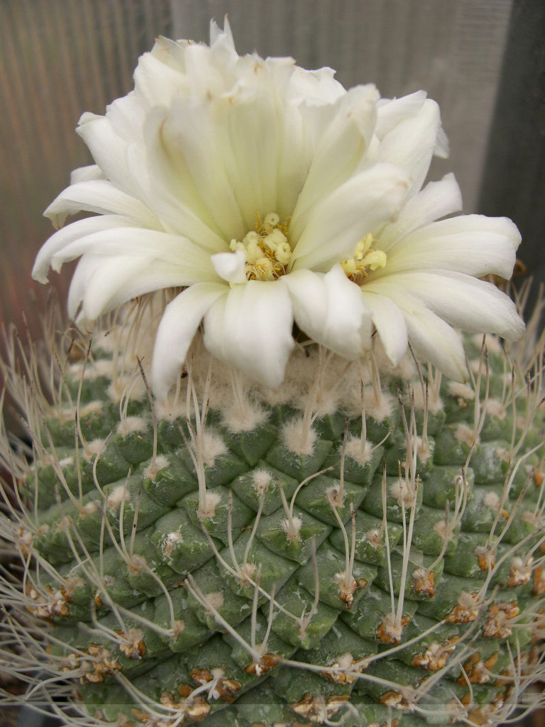 DSCN0047.JPG