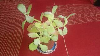 rps20140608_155340_383.jpg