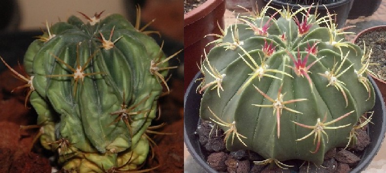 ¿Ferocactus macrodiscus?