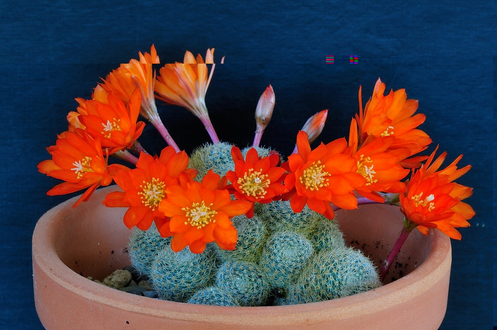DSC_8012.JPG
