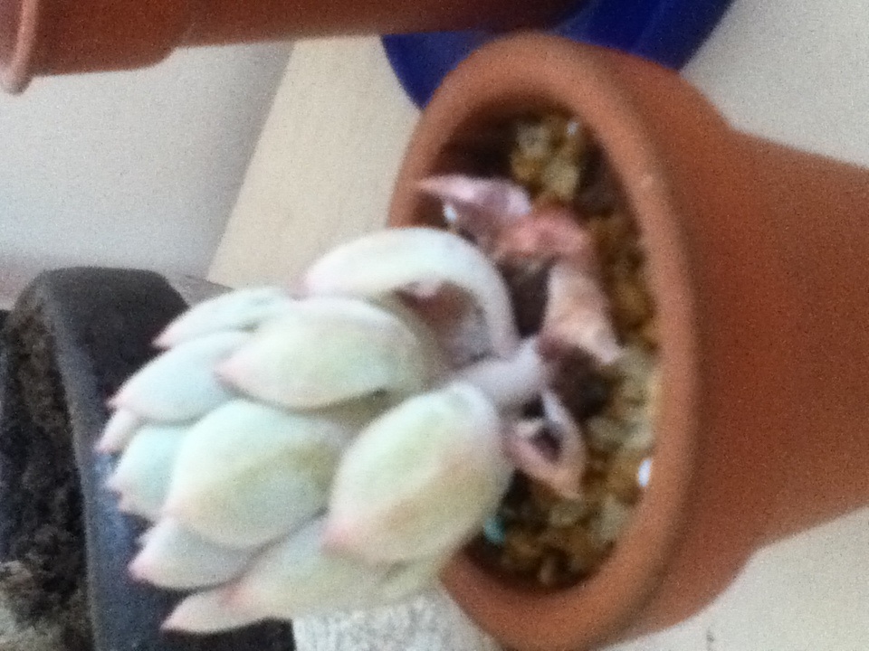 Aqui una imagen de la susodicha