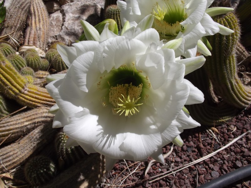Echinopsis ...--DSCF2036 [800x600].jpg