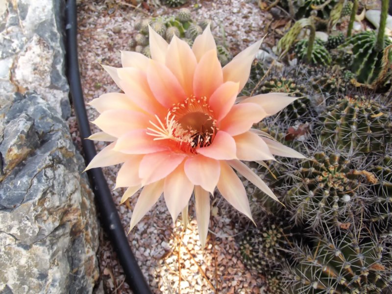 Echinopsis hibrida-DSCF2777 [800x600].jpg