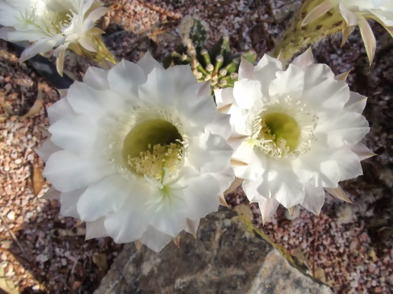 Echinopsis hibrida-DSCF2787 [800x600].jpg