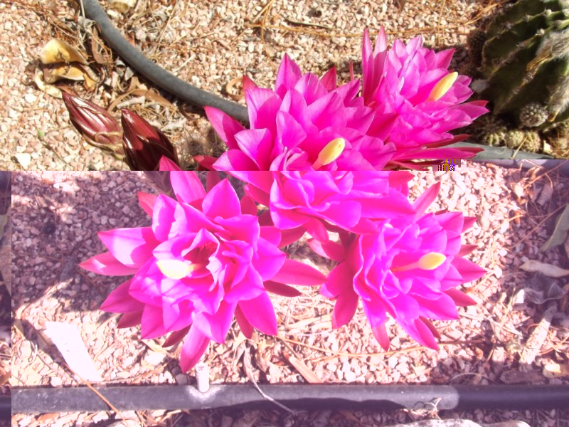 Echinopsis kermesina(esta no es híbrida)