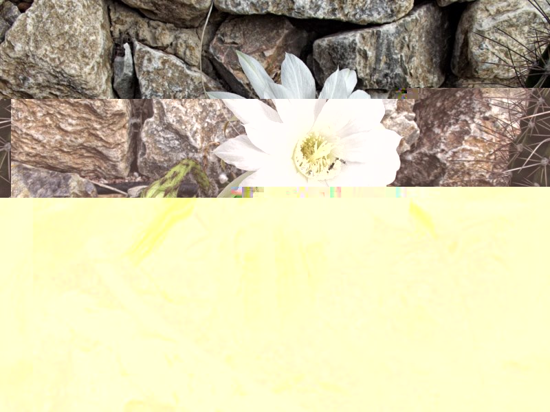 Echinopsis subdenudata-DSCF2725 [800x600].jpg