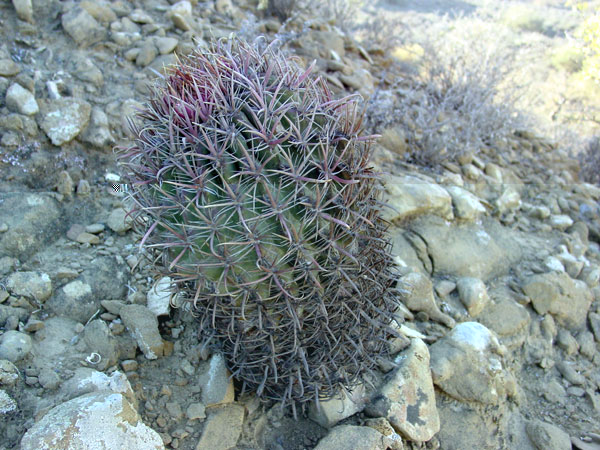 F. grandiflorus, Los santitos...