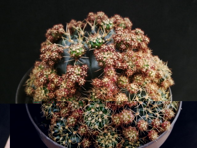 Gymnocalycium damsii ssp multiproliferum