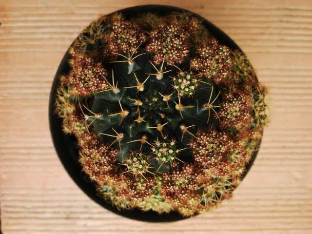Gymnocalycium damsii ssp multiproliferum
