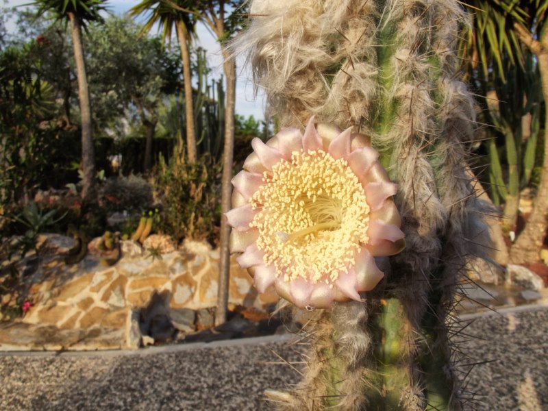 Pilosocereus palmeri-DSCF2549 [800x600].jpg