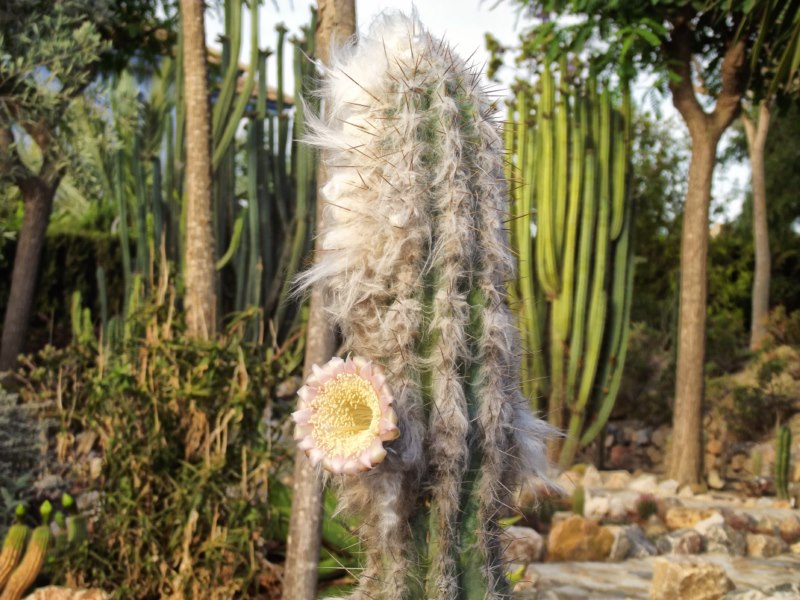 Pilosocereus palmeri-DSCF2550 [800x600].jpg